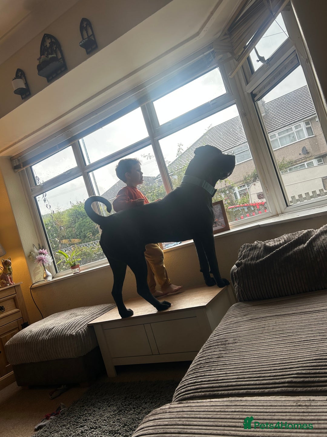 Cane Corso dogs for sale: 3 year old cane corso - Advert 3