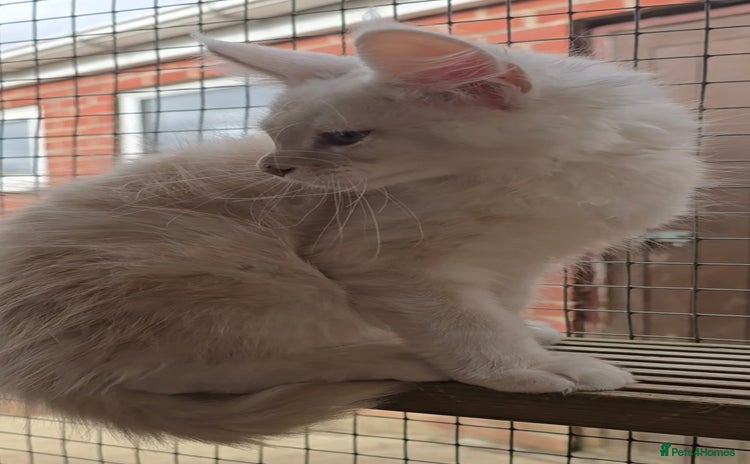 Maine Coon cats in Rotherham - Advert 1