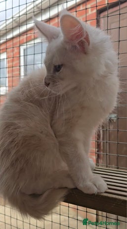 Maine Coon cats in Rotherham - Advert 3