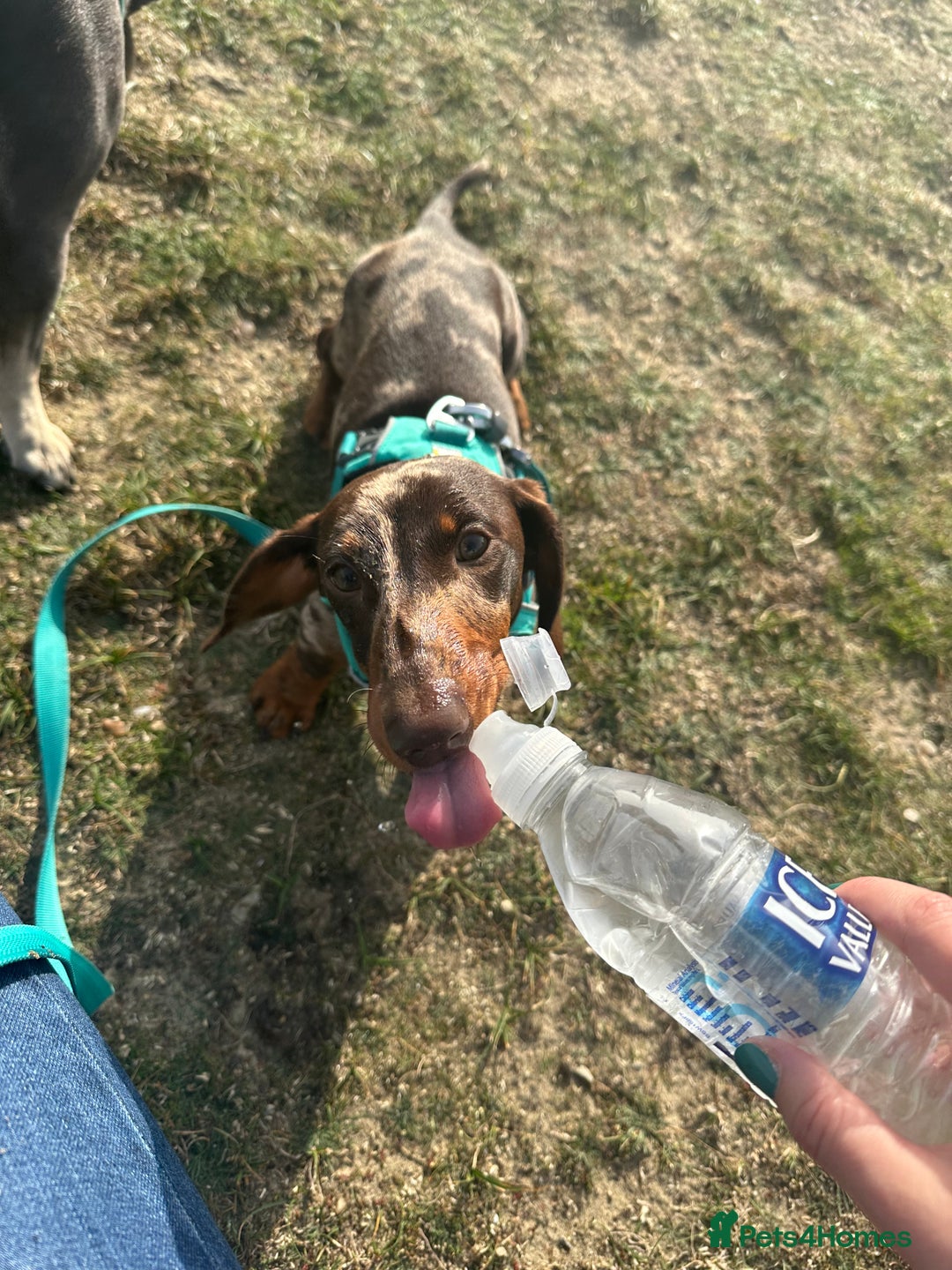 Miniature Dachshund dogs for sale: Otto  - Advert 20