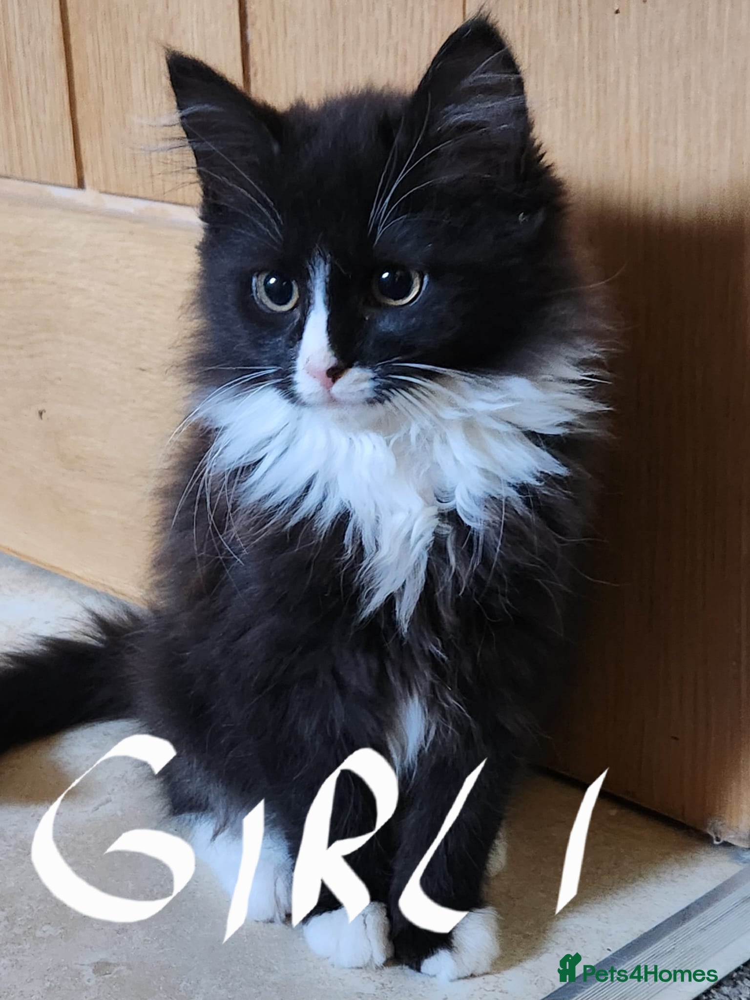 Maine Coon cats Beautiful Maine Coon kittens  - Advert 9