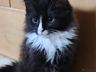 Maine Coon cats Beautiful Maine Coon kittens - Advert 9