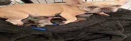French Bulldog dogs for sale: Pedigree visual fluffy and fluffy carriers - Advert 1