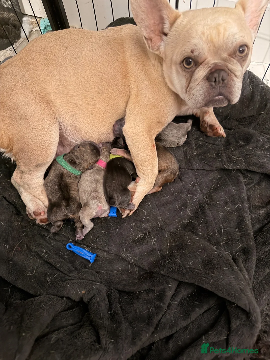 French Bulldog dogs for sale: Pedigree visual fluffy and fluffy carriers - Advert 1