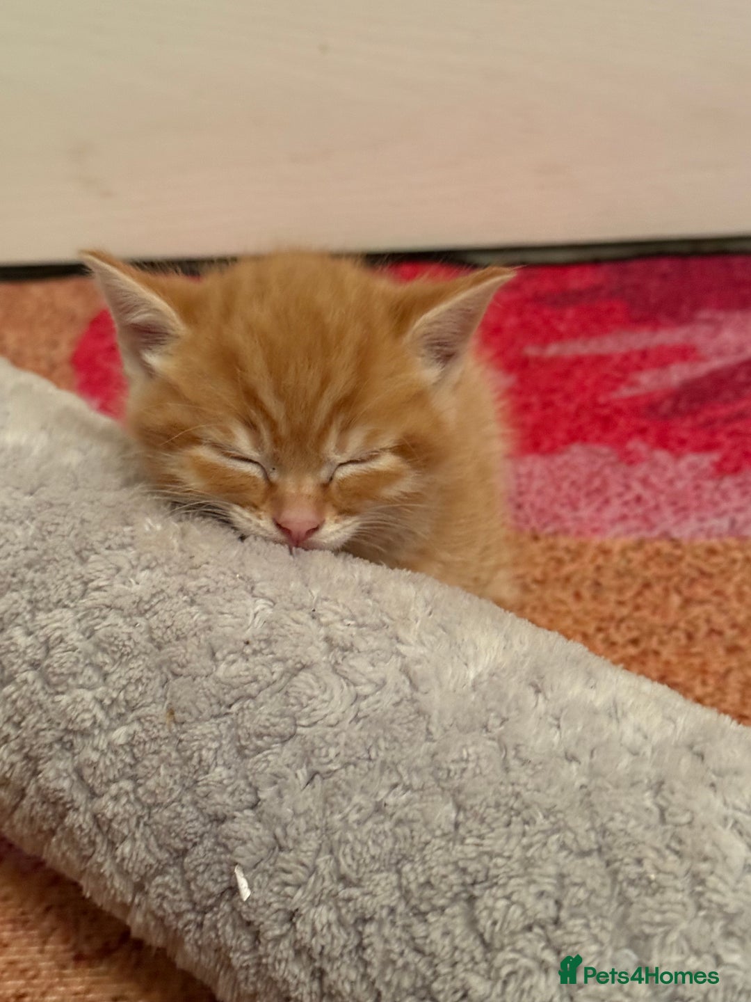 British Shorthair cats for sale: Gorgeous kittens  - Advert 11