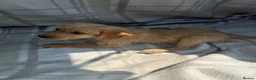 Labradoodle dogs for sale: Labradoodle puppys - Advert 15