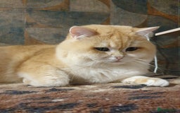 British Shorthair cats for stud: BSH stud, Golden shaded, Emerald eyes, NY 11 - Image 1