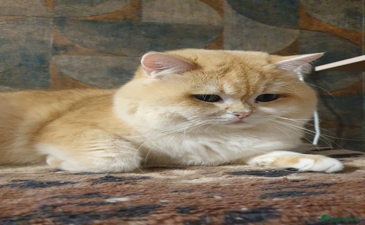 British Shorthair cats - Advert 3