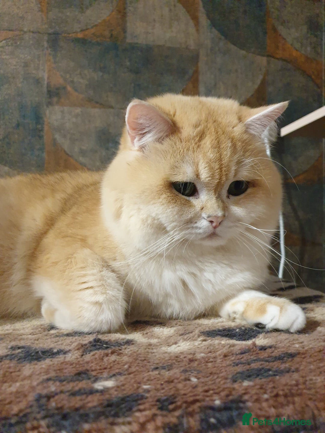 British Shorthair cats for stud: BSH stud, Golden shaded, Emerald eyes, NY 11 - Image 1