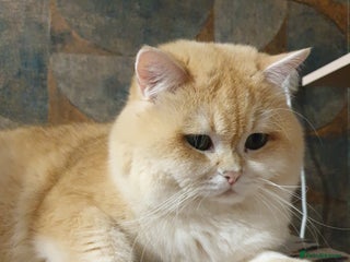 British Shorthair cats - Advert 1