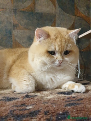 British Shorthair cats - Advert 3