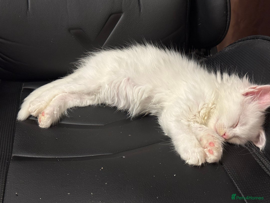 Maine Coon cats for sale: 3 stunning babies left - Image 12