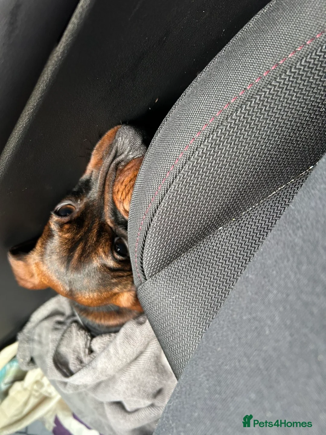 Miniature Dachshund dogs for sale: Miniature Dachshund  - Advert 6