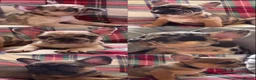 French Bulldog dogs for sale: One baby girl available  - Advert 7