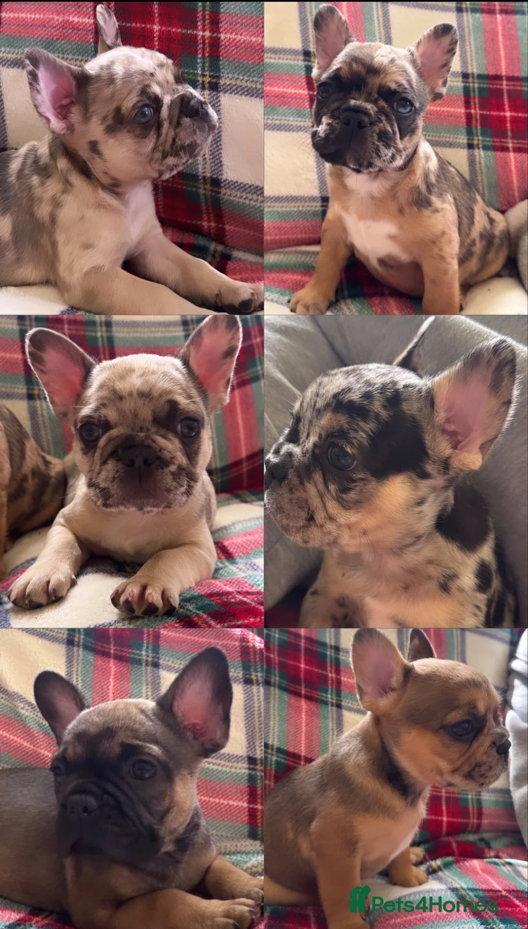 French Bulldog dogs for sale: One baby girl available  - Advert 7