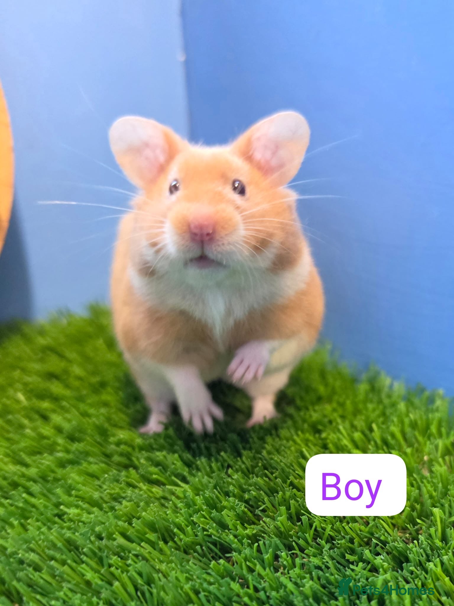 Hamster rodents Syrian Hamster Babies Male Female Well Handled   - Advert 2