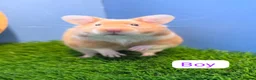 Hamster rodents for sale: Syrian Hamster Babies Male Female Well Handled   - Advert 2