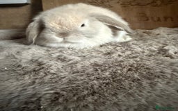 Mini Lop rabbits for sale: Mini lop baby boy - Image 2