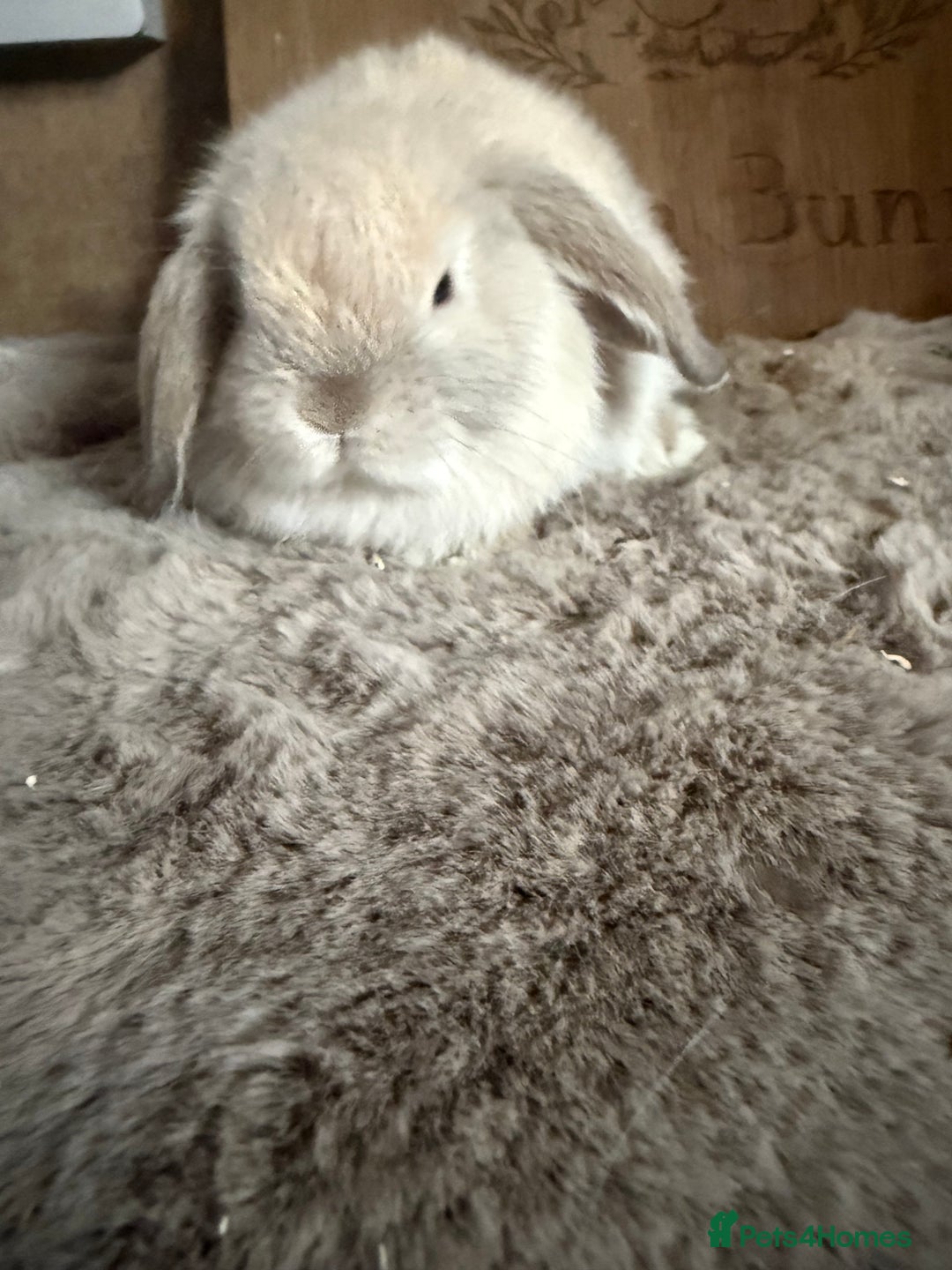 Mini Lop rabbits for sale: Mini lop baby boy - Image 2