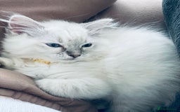 Ragdoll cats for sale: Ragdoll kitten for sale - Image 14