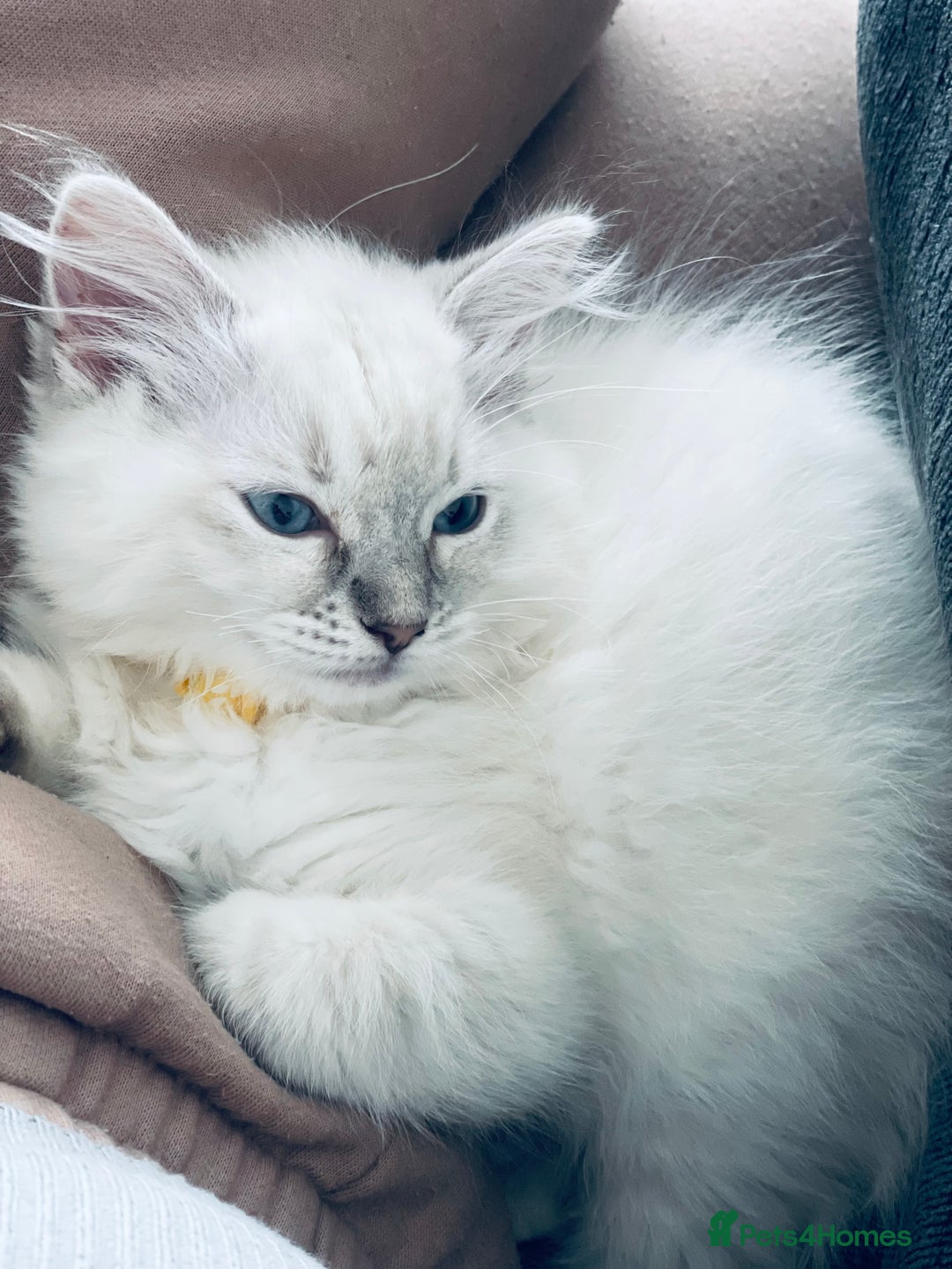 Ragdoll cats for sale: Ragdoll kitten for sale - Image 14