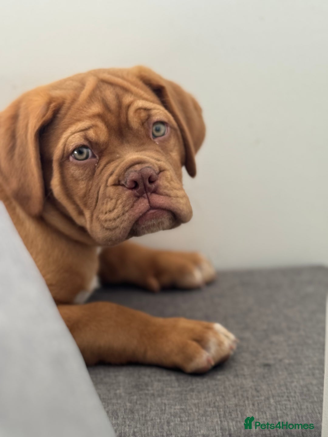 Dogue De Bordeaux dogs for sale: Top Quality DoguedeBordeaux -Last Boy Remaining!  in Hornchurch - Image 4