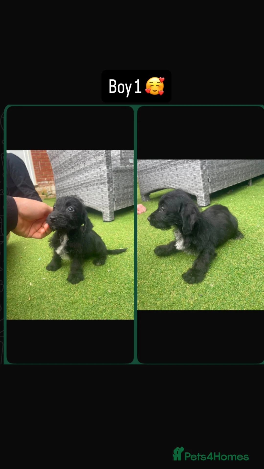 Mixed Breed dogs for sale: Maltese cross pups  - Advert 1