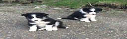 Border Collie dogs for sale: Collie puppies from working farm - Advert 4