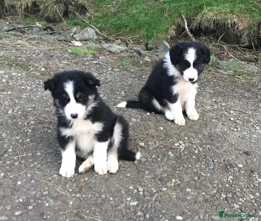 Border Collie dogs for sale: Collie puppies from working farm - Advert 4
