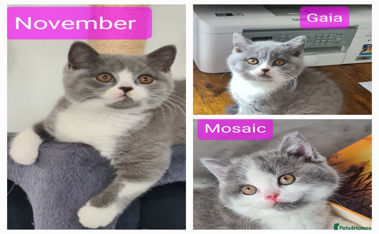 British Shorthair cats - Advert 4