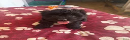 Cockapoo dogs for sale: cockapoo puppies for sale  in Westbury - Advert 1