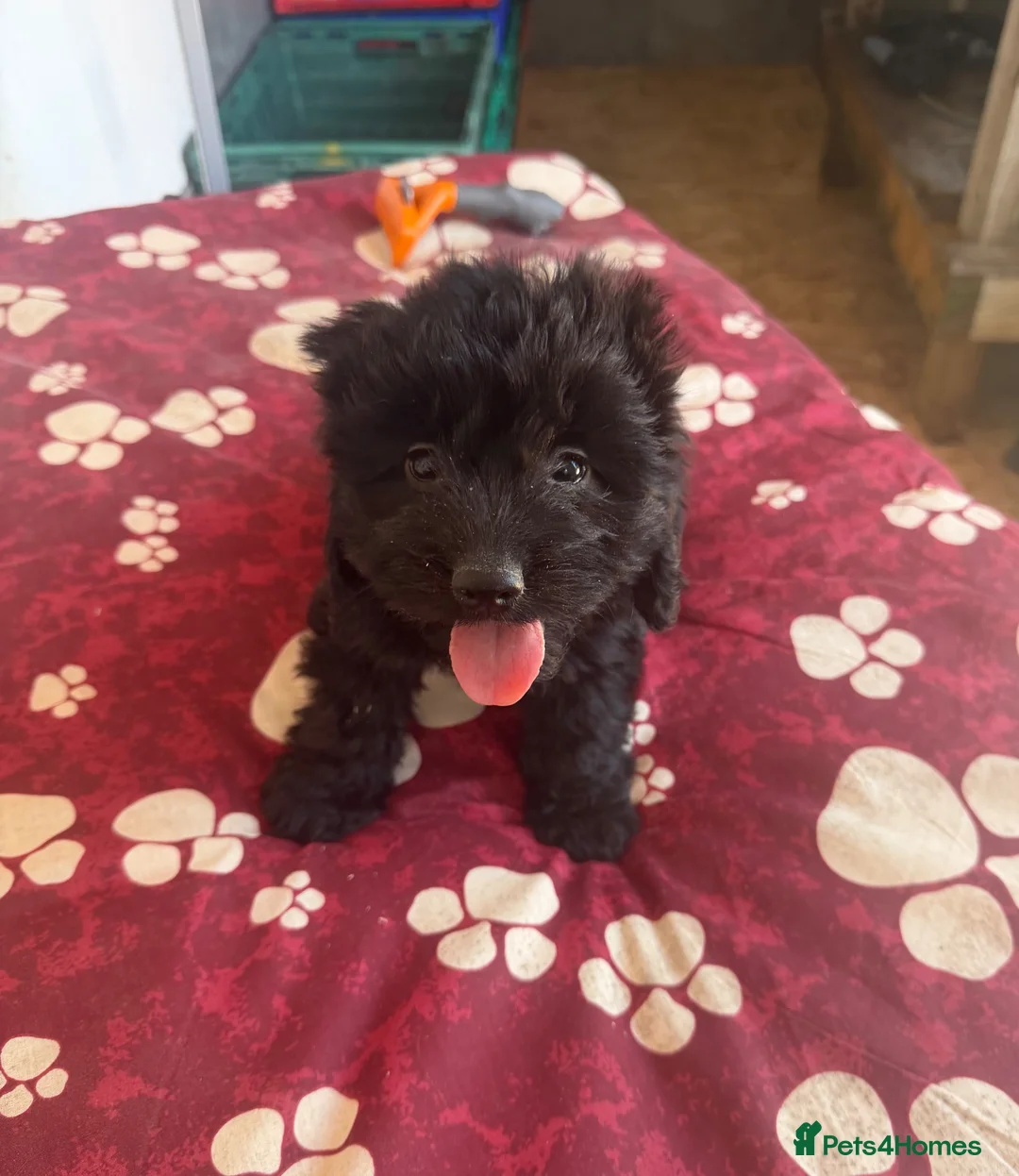 Cockapoo dogs for sale: cockapoo puppies for sale  in Westbury - Advert 1
