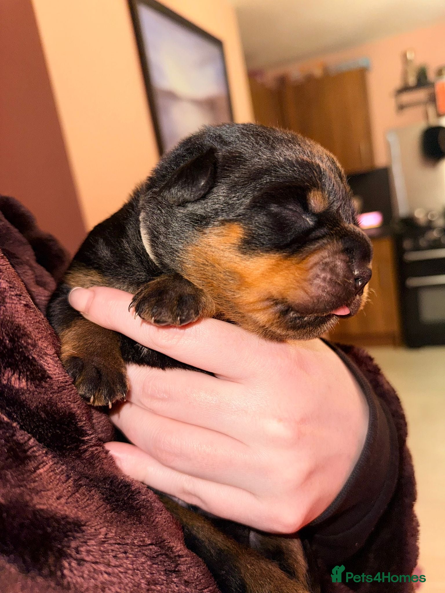 Rottweiler dogs 🐾🐶PUREBRED ROTTWEILER PUPPIES ONE MALE LEFT🐶🐾 - Advert 8