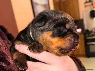 Rottweiler dogs 🐾🐶PUREBRED ROTTWEILER PUPPIES ONE MALE LEFT🐶🐾 - Advert 8