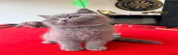 British Shorthair cats for sale: 2 BOYS AVAILABLE - GCCF BSH Kittens - Advert 8