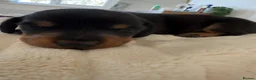 Dachshund dogs for sale: 3 Beautiful Dachshund Puppies in Blyth - Advert 3
