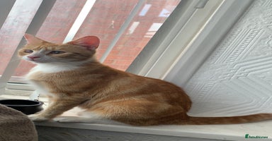 Mixed Breed cats - Advert 15
