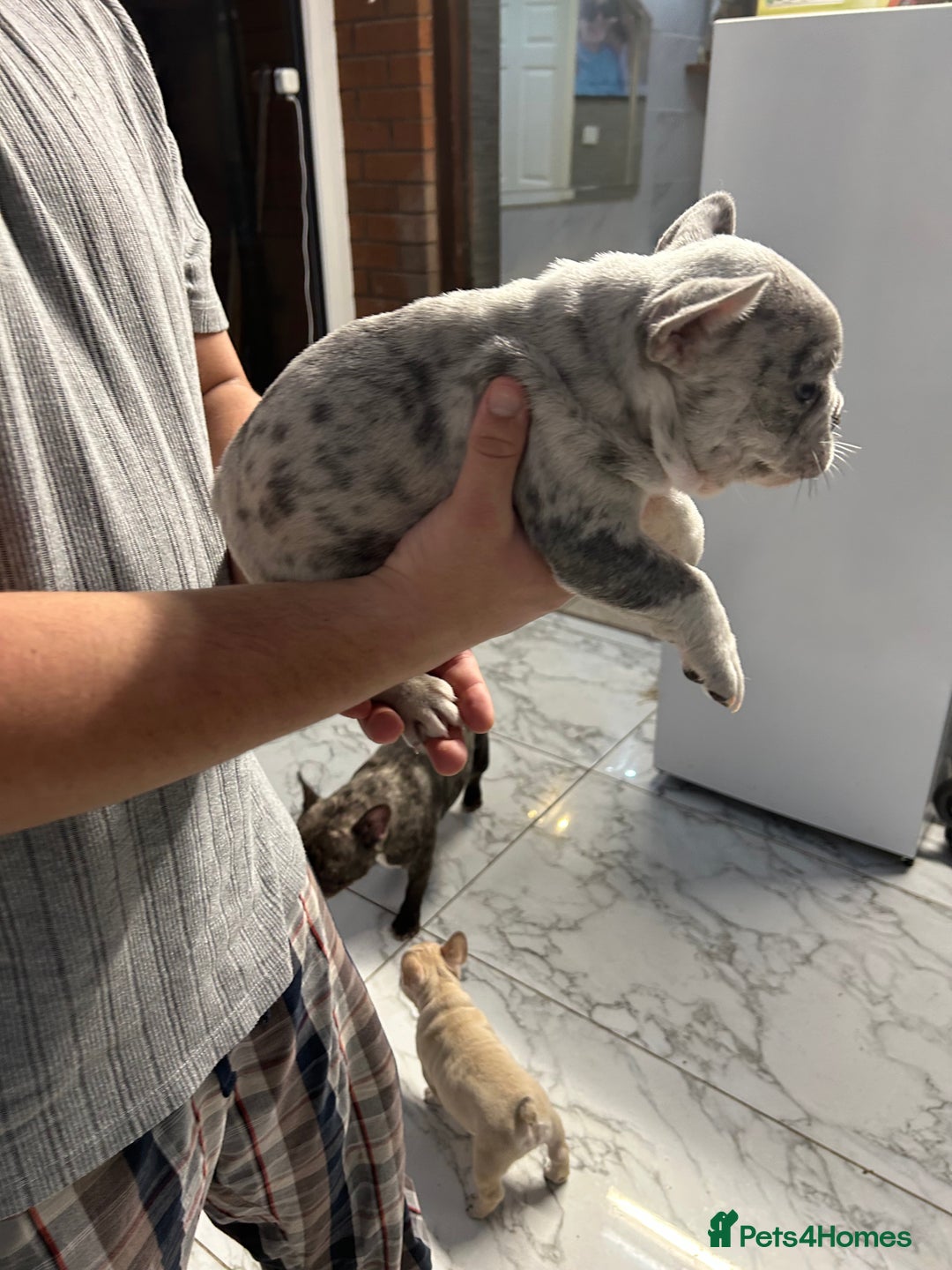 French Bulldog dogs for sale: 3 Extremely beautiful French bull terriers kc reg  - Advert 28