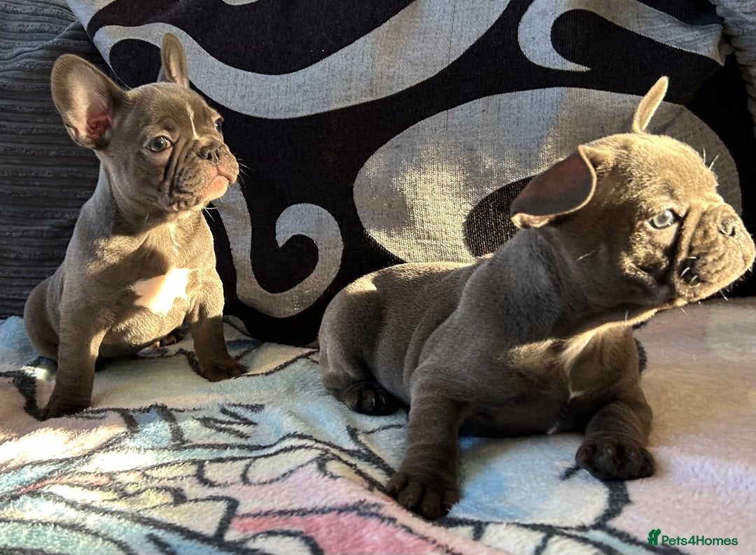 French Bulldog dogs for sale: 4 Solid Blue French Bulldog Girls - Advert 22