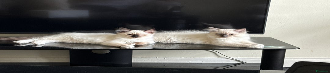 Ragdoll Kitten 2
