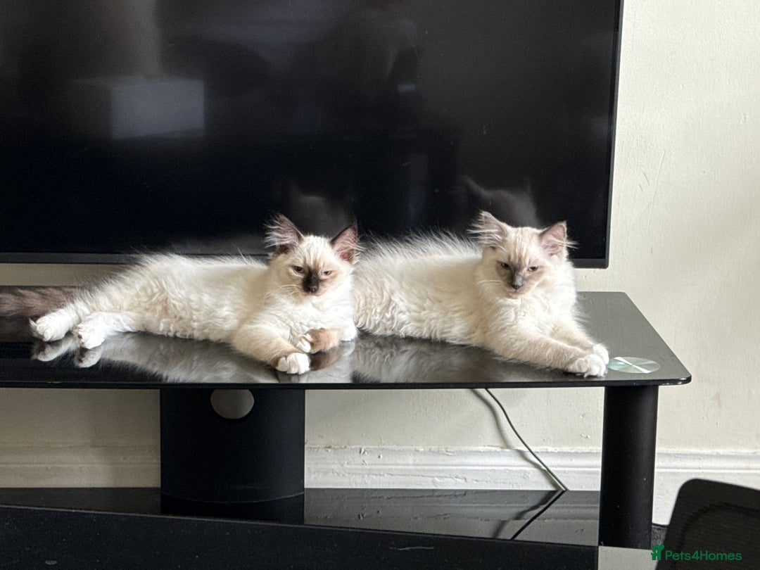 Ragdoll cats for sale: Ragdoll Kittens Ready for Their Forever Home - Image 1