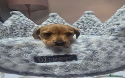 Miniature Dachshund dogs for sale: Shaded Cream Short Miniature Dachshund - Image 1