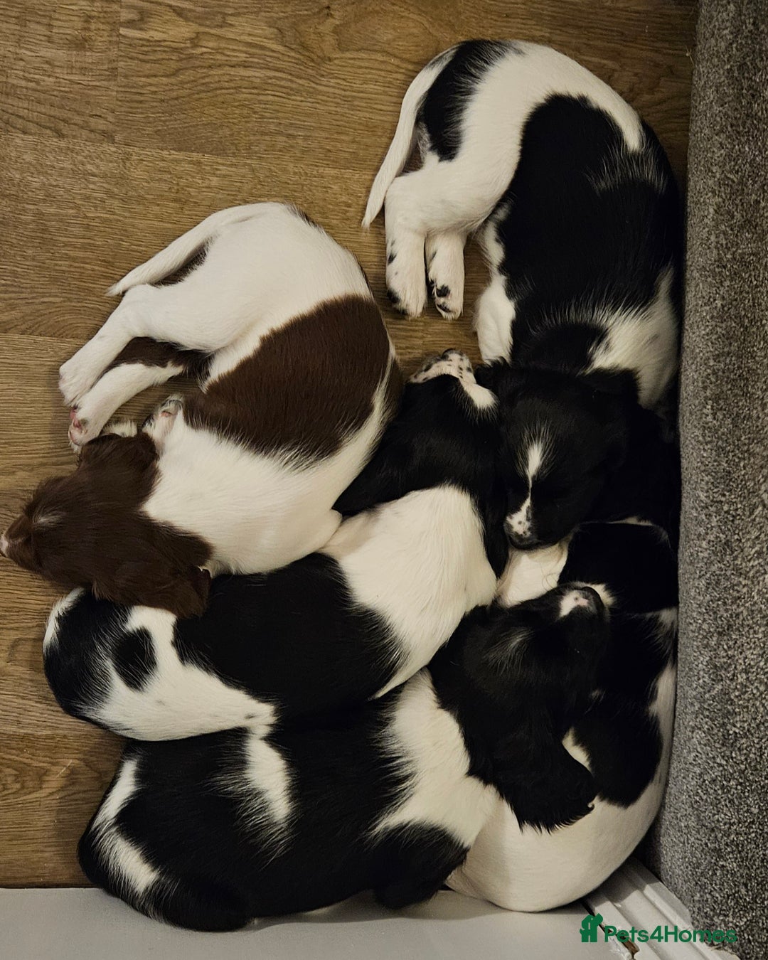 English Springer Spaniel dogs for sale: ✨ KC Registered Springer Spaniel Puppies ✨ - Advert 12
