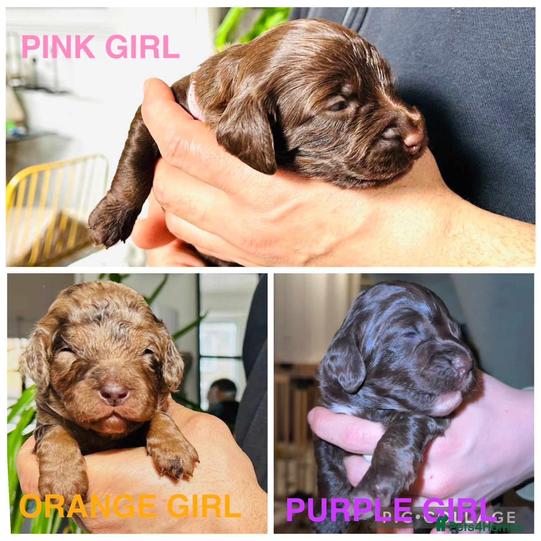 Cockapoo dogs Merle/ Red and Chocolate brown cockapoo puppies - Advert 3