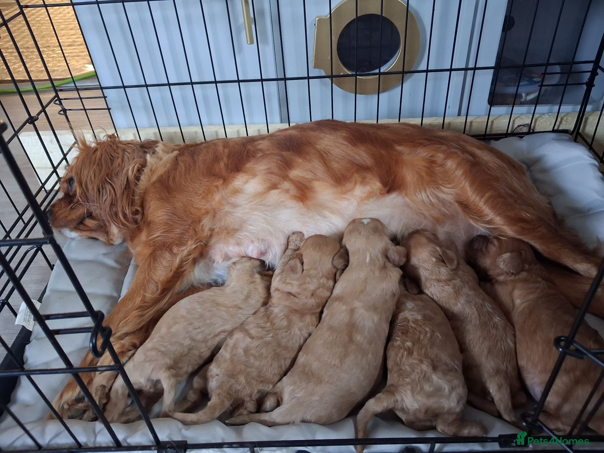 Cavapoo dogs X6 cavapoo puppies - Advert 1