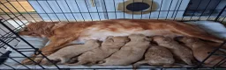 Cavapoo dogs for sale: X6 cavapoo puppies - Advert 1