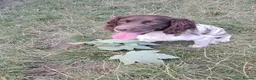 Sprocker dogs for sale: SPROCKER (ENGLISH SPRINGER X COCKER SPANIEL) PUPS - Advert 4