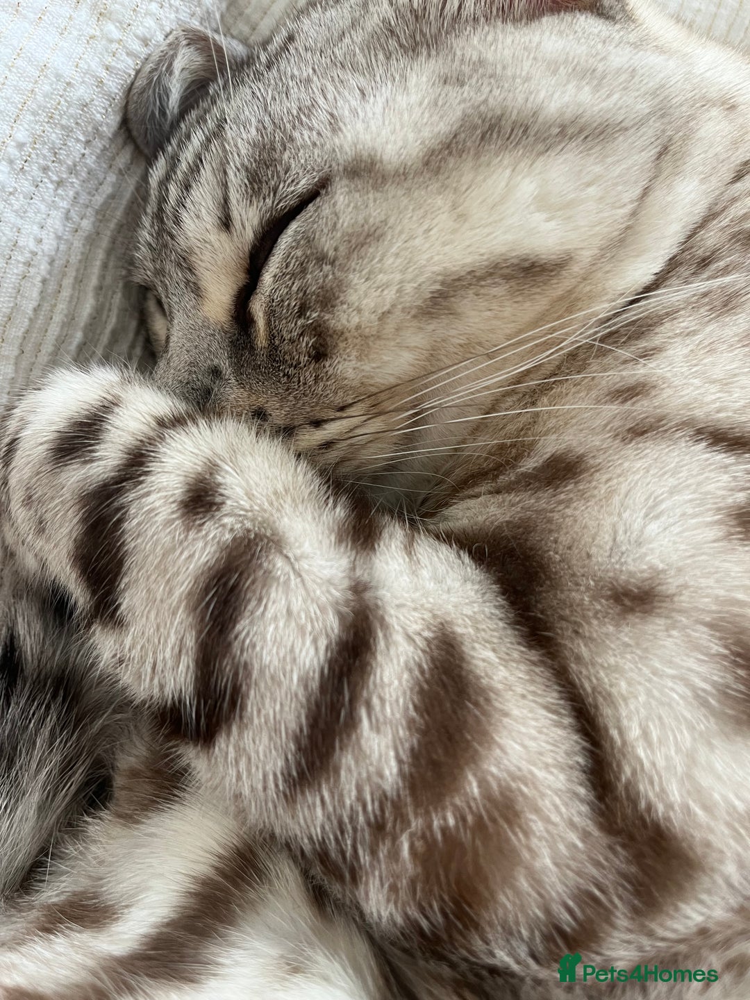 Bengal cats for sale: Beautiful Bengal Boy - Advert 3