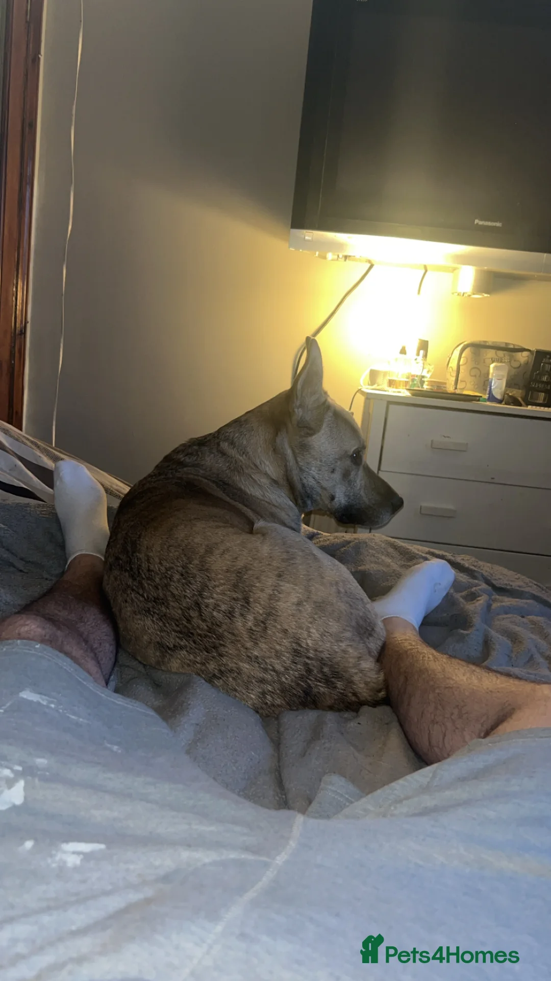 Belgian Shepherd Dog dogs for sale: Husky x Belgian shepherd dog in Huntingdon - Advert 6