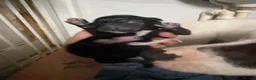 Mixed Breed dogs for sale: Staffy X greyhound pups   in Carlisle - Advert 6